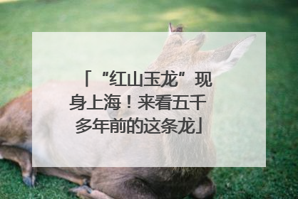 “红山玉龙”现身上海！来看五千多年前的这条龙