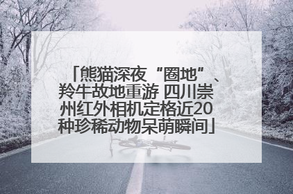熊猫深夜“圈地”、羚牛故地重游 四川崇州红外相机定格近20种珍稀动物呆萌瞬间