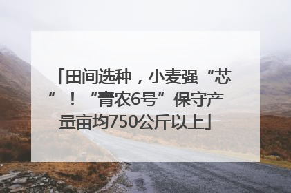 田间选种，小麦强“芯”！“青农6号”保守产量亩均750公斤以上