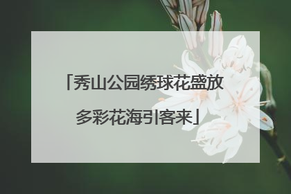 秀山公园绣球花盛放 多彩花海引客来