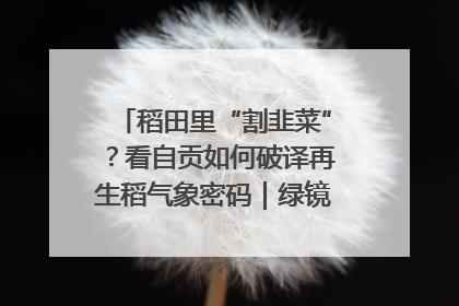 稻田里“割韭菜”？看自贡如何破译再生稻气象密码｜绿镜头·发现中国