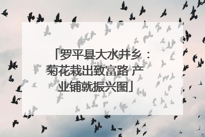 罗平县大水井乡：菊花栽出致富路 产业铺就振兴图