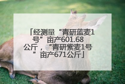 经测量“青研蓝麦1号”亩产601.68公斤，“青研紫麦1号”亩产671公斤