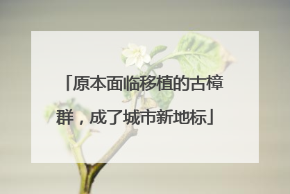 原本面临移植的古樟群，成了城市新地标