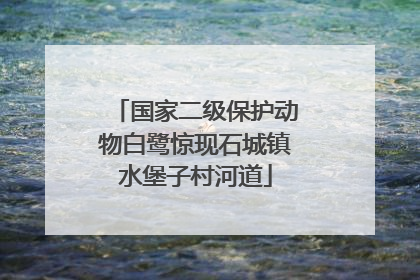 国家二级保护动物白鹭惊现石城镇水堡子村河道