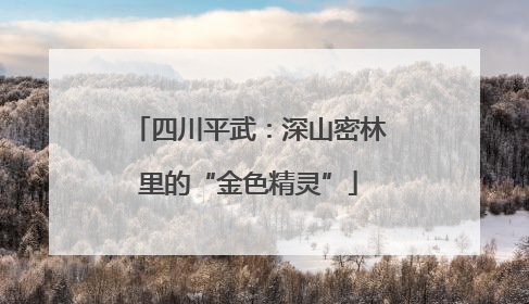 四川平武：深山密林里的“金色精灵”
