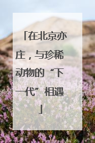 在北京亦庄，与珍稀动物的“下一代”相遇