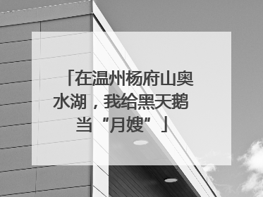 在温州杨府山奥水湖,我给黑天鹅当“月嫂”