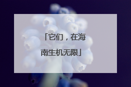 它们，在海南生机无限