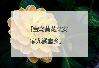 宝岛黄花菜安家尤溪畲乡