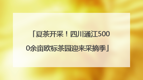 夏茶开采！四川通江5000余亩欧标茶园迎来采摘季
