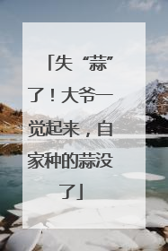 失“蒜”了！大爷一觉起来，自家种的蒜没了