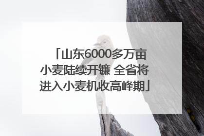 山东6000多万亩小麦陆续开镰 全省将进入小麦机收高峰期