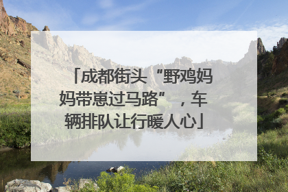 成都街头“野鸡妈妈带崽过马路”，车辆排队让行暖人心