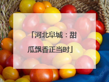 河北阜城：甜瓜飘香正当时