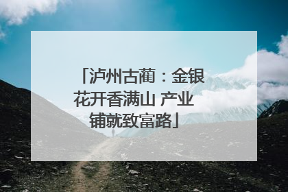 泸州古蔺：金银花开香满山 产业铺就致富路