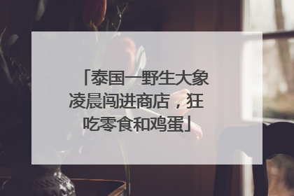 泰国一野生大象凌晨闯进商店，狂吃零食和鸡蛋