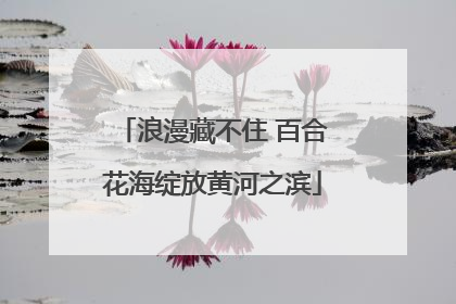 浪漫藏不住 百合花海绽放黄河之滨