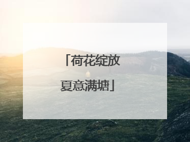 荷花绽放 夏意满塘