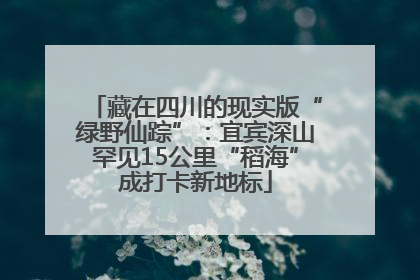 藏在四川的现实版“绿野仙踪”：宜宾深山罕见15公里“稻海”成打卡新地标