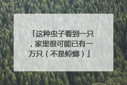 这种虫子看到一只，家里很可能已有一万只（不是蟑螂）