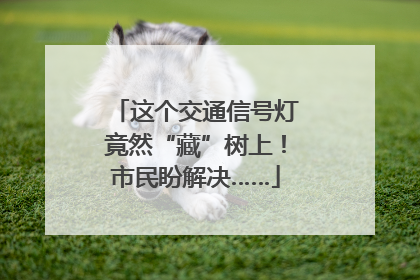 这个交通信号灯竟然“藏”树上！市民盼解决……