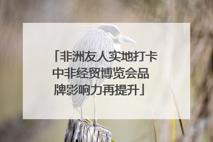 非洲友人实地打卡 中非经贸博览会品牌影响力再提升