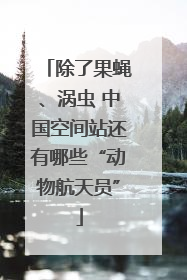 除了果蝇、涡虫 中国空间站还有哪些“动物航天员”