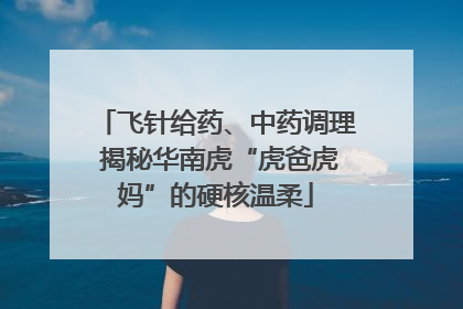 飞针给药、中药调理 揭秘华南虎“虎爸虎妈”的硬核温柔