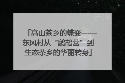 高山茶乡的蝶变——东风村从“鹧鸪营”到生态茶乡的华丽转身