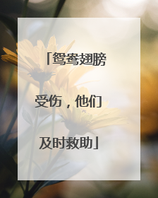 鸳鸯翅膀受伤，他们及时救助